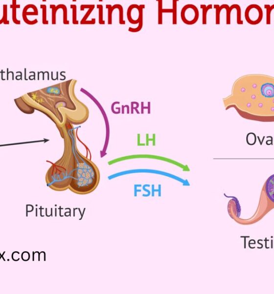 Luteinizing Hormone