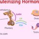 Luteinizing Hormone