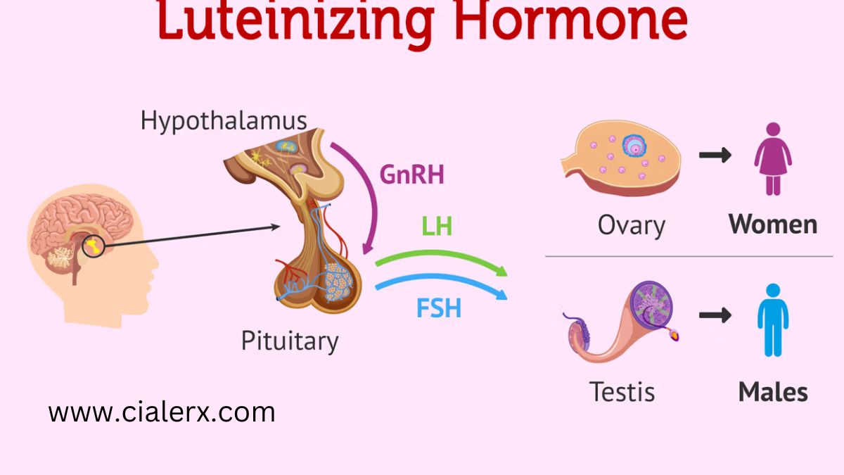 Luteinizing Hormone