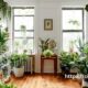 _Indoor House Plants