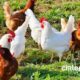 Poultry Farming